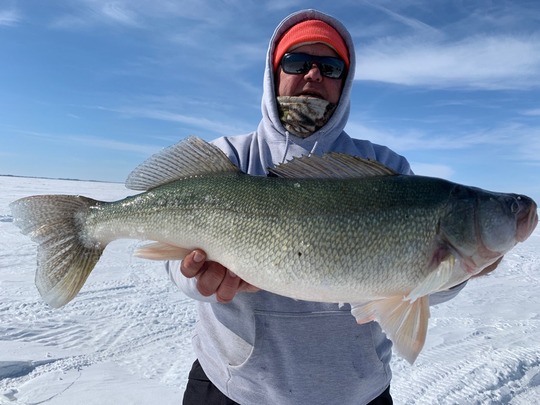 Walleye