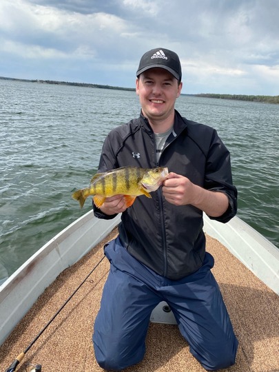 Yellow Perch