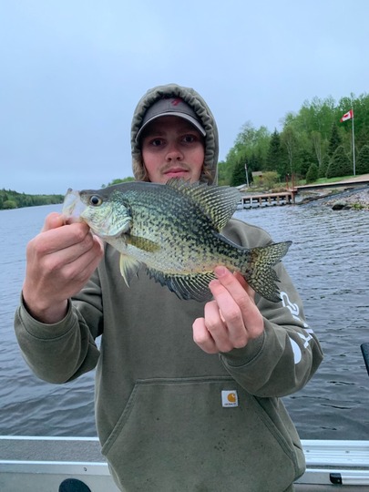 Black Crappie