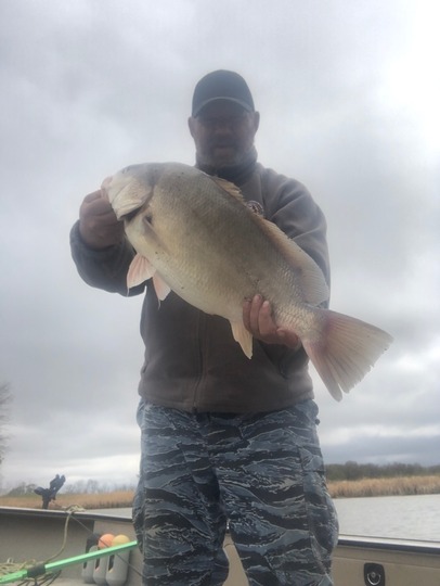 Freshwater Drum