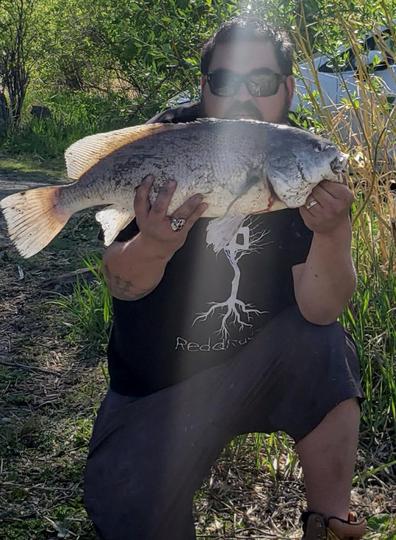 Freshwater Drum