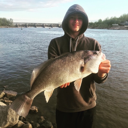 Freshwater Drum