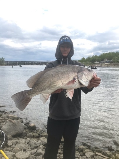 Freshwater Drum