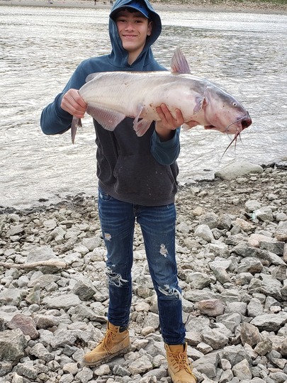 Channel Catfish