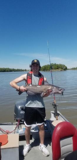 Channel Catfish