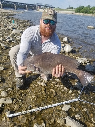 Freshwater Drum
