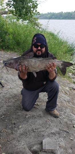 Channel Catfish
