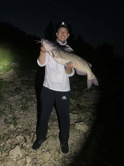 Channel Catfish