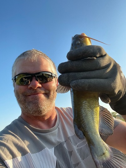 Bullhead