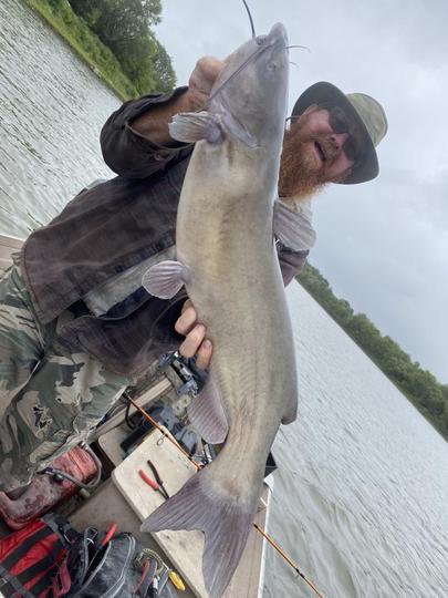 Channel Catfish