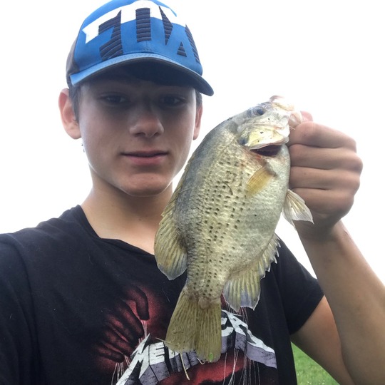 Rock Bass