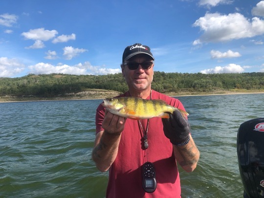 Yellow Perch