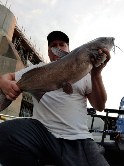 Channel Catfish