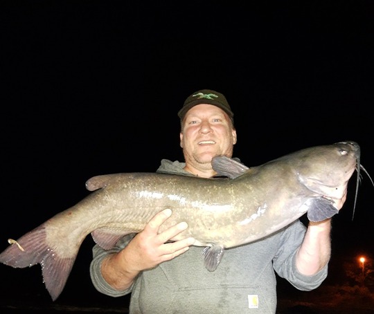 Channel Catfish