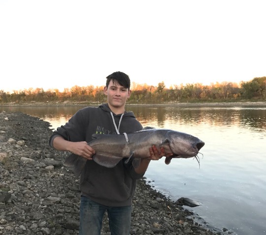 Channel Catfish