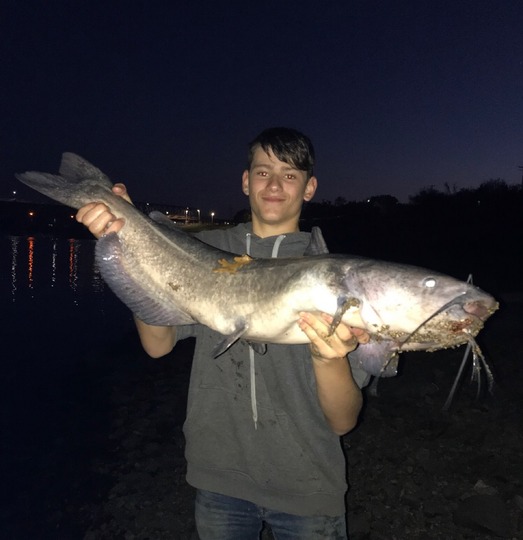 Channel Catfish