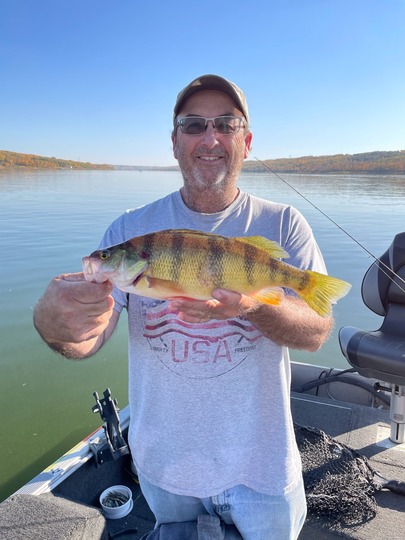 Yellow Perch