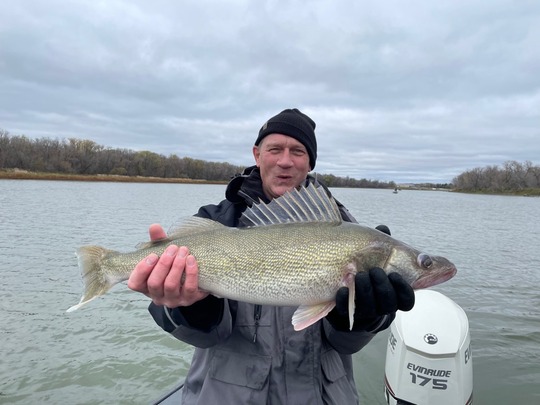 Walleye