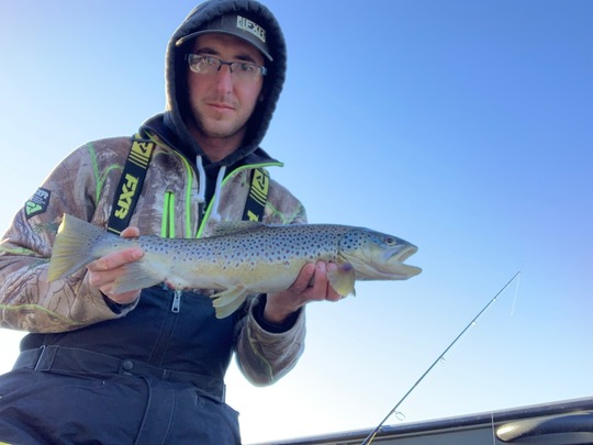 Brown Trout