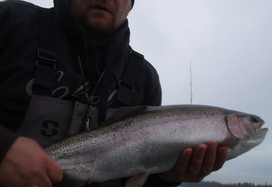 Rainbow Trout