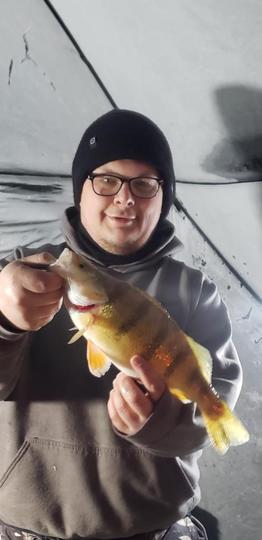 Yellow Perch