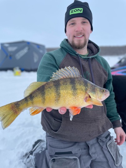 Yellow Perch