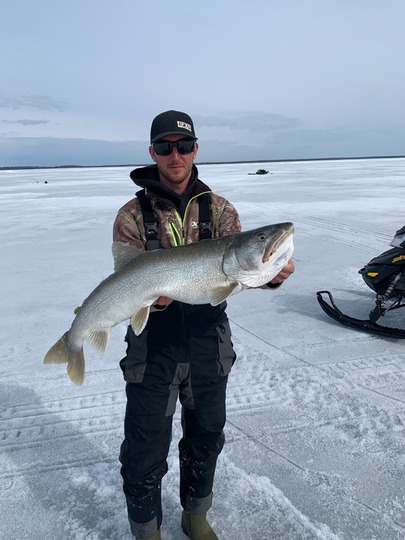 Lake Trout