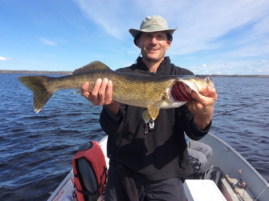 Walleye