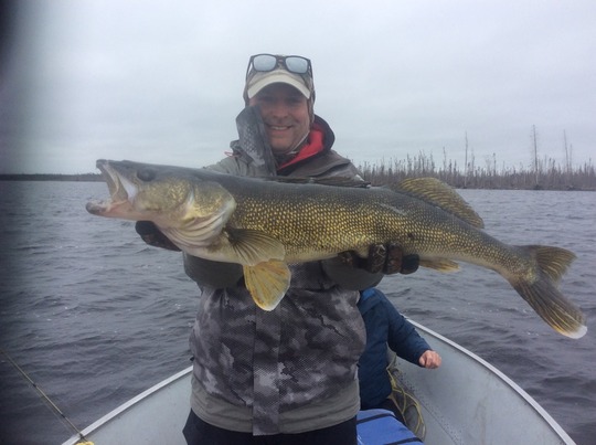 Walleye