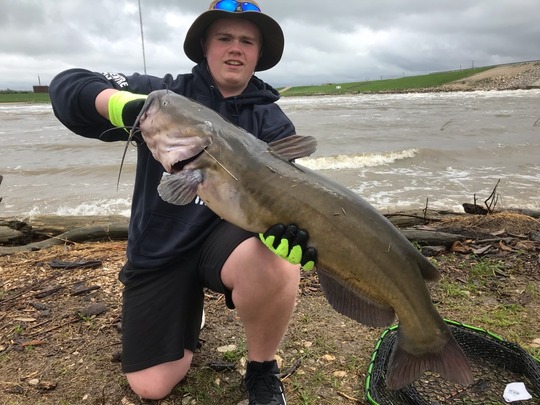 Channel Catfish