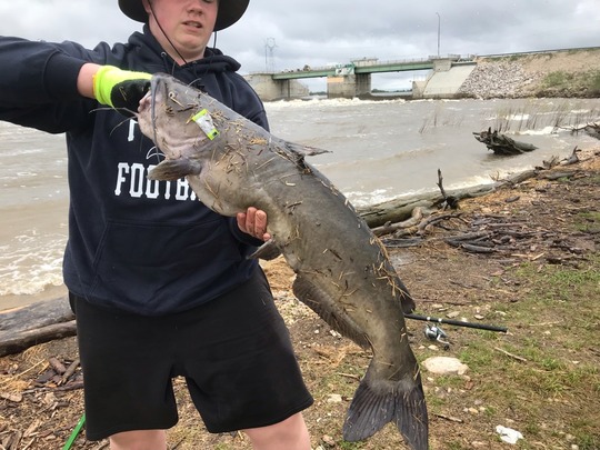 Channel Catfish