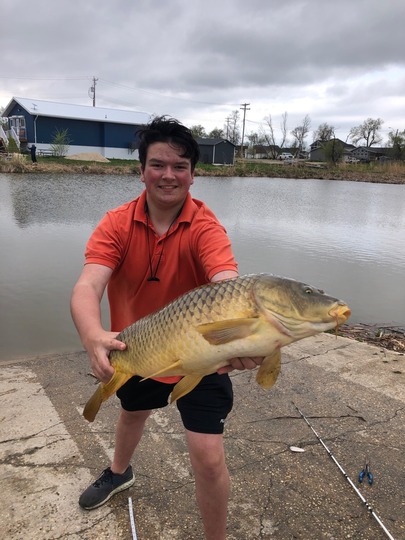 Common Carp