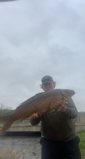 Common Carp
