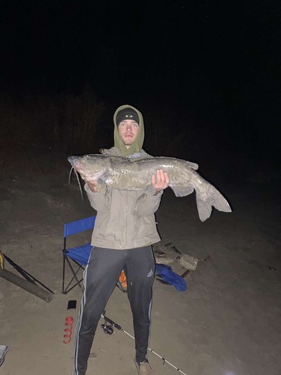 Channel Catfish