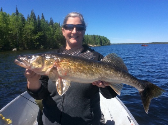 Walleye