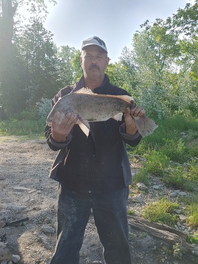 Freshwater Drum