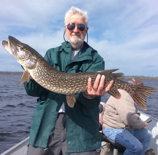 Northern Pike