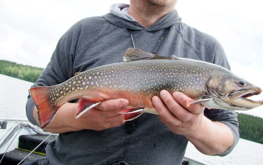 Brook Trout