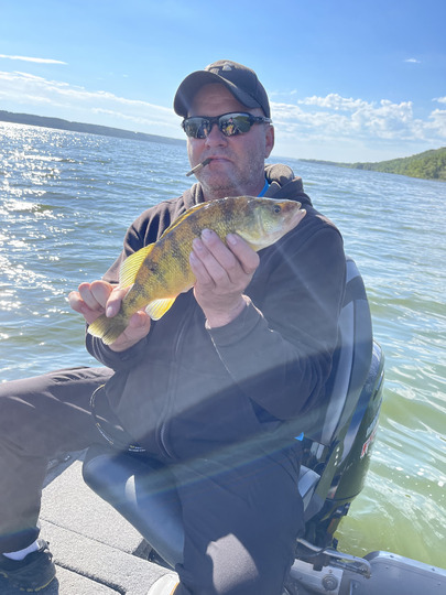 Yellow Perch