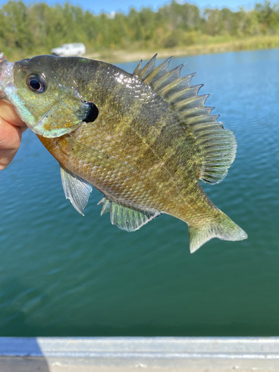 Sunfish