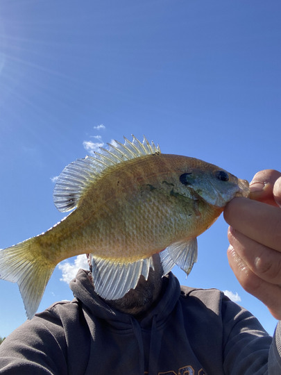 Sunfish