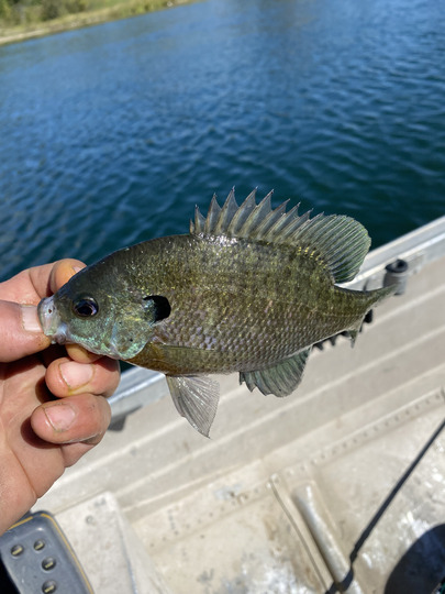 Sunfish