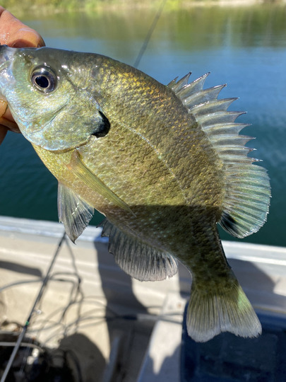 Sunfish