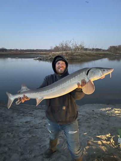 Lake Sturgeon