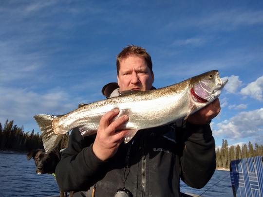 Rainbow Trout