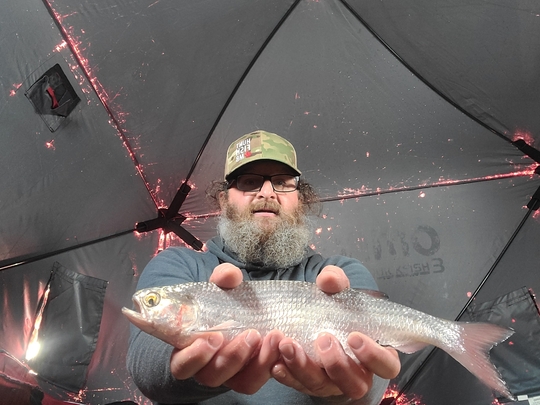 Goldeye