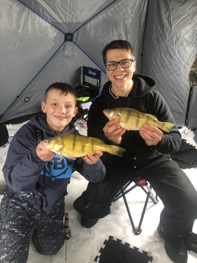 Yellow Perch