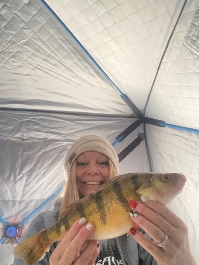 Yellow Perch