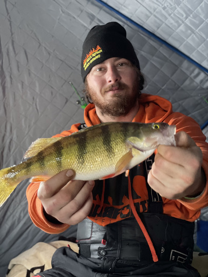 Yellow Perch