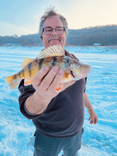 Yellow Perch